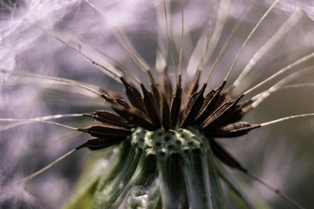 Dandelion