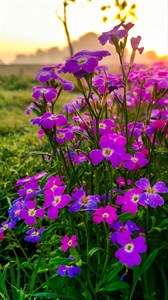 Magenta flowers 