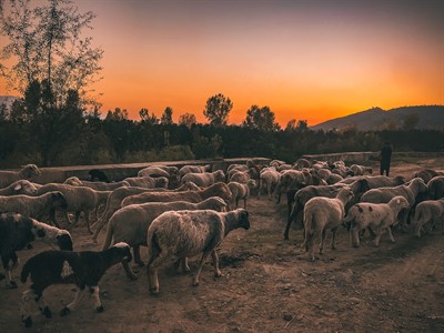 Sheeps in the glory of the midnight sun.