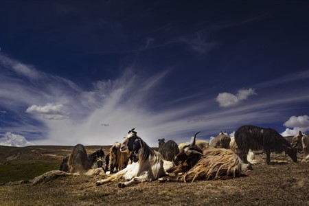 Herd of Goats