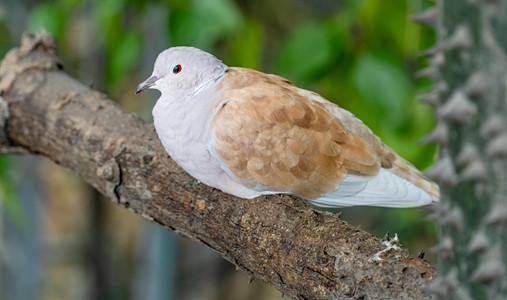 Barbary Dove