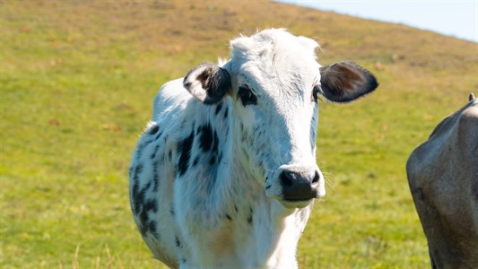 Narmande Cow 