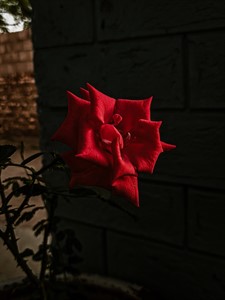 Red Rose