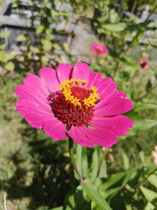 Zinnia elegans