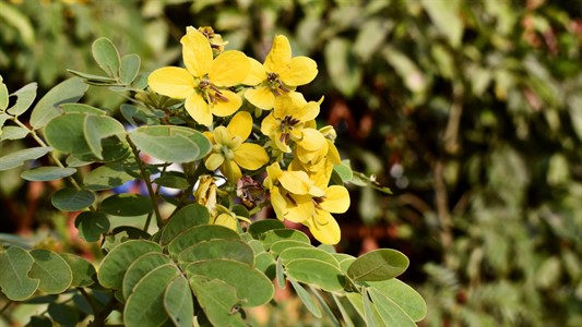 Cassia surattensis