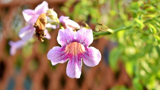 Clytostoma