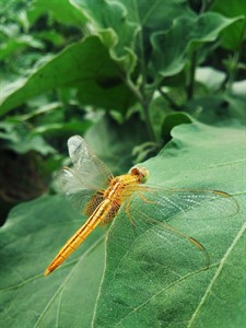 The Golden DragonFly