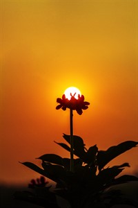 The Sun is on the Flower at the time of Golden Hour