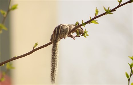 Image of beautiful tiny palm squirrel