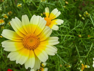 Beautiful white flower 