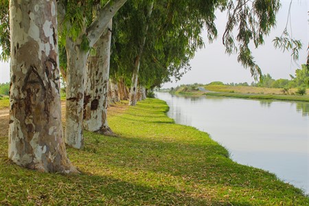 A row of trees on a canal banks.