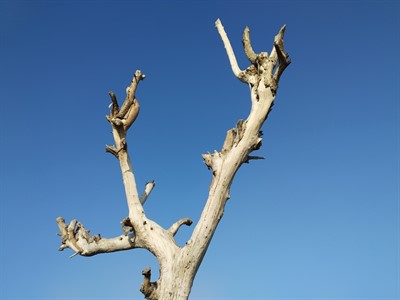 An old tree under the sky