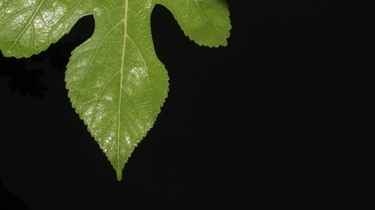 Green leaf with black background.