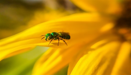 Beautiful green fly sitting on yellow flower.