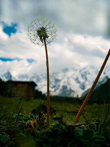 dandelion flower