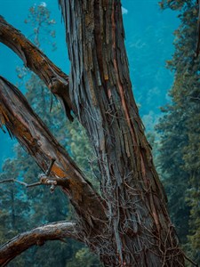 A tree In Woods