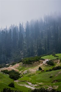 Mountains and Trees - Nature Photography