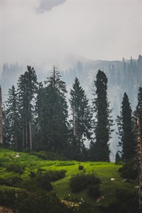 Mountains and Trees - Nature Photography