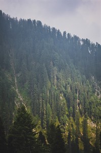 Mountains and Trees - Nature Photography