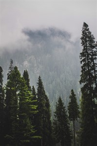 Mountains and Trees - Nature Photography