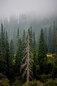 Mountains and Trees - Nature Photography