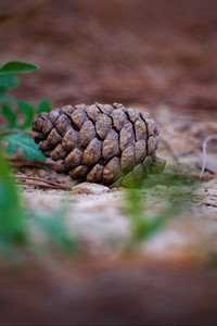 Conifer Cone