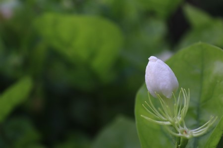 Flower bud