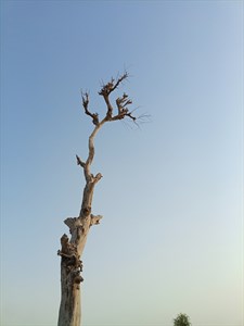 Tree without leaves