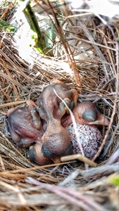 little birds at home