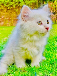 persian cat