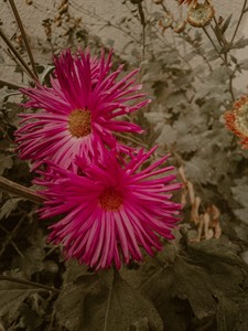 Pink flowers 