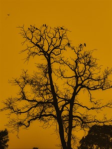 Silhouette tree branches