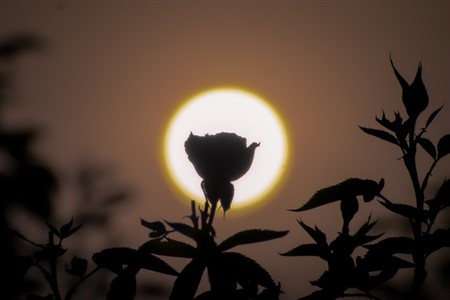 Silhouette of a rose flower against the sun.