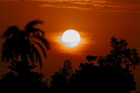 Peaceful sunset view and trees in silhouette.