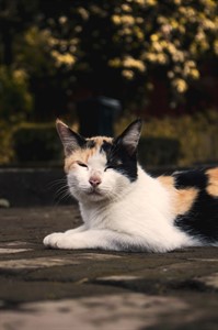 Calico Cat Resting