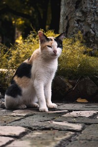 Calico Cat