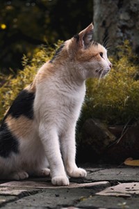 Calico Cat Sitting