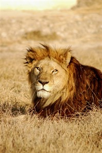 Lion, King of Jungle - Safari Park Wild 