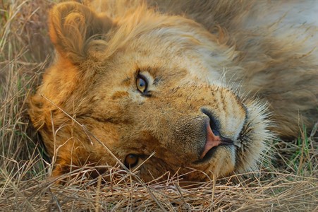 Lion,  King of Jungle - Safari Park Wild