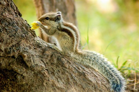 Squirrel Eating in Park