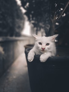 Cat photography 