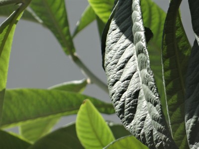 Detailed Leaf Image