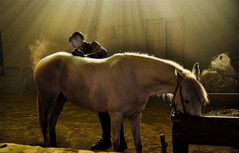 Boy cleaning Horse