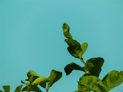 Minimal Macro Green Plants leaves