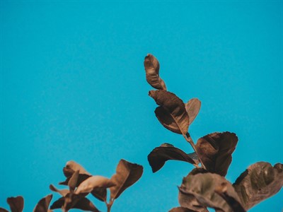 Minimal Macro Plant leaves with minimal background