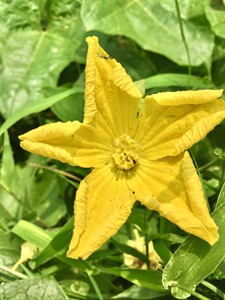 Quora vegetable flower captured in the fields