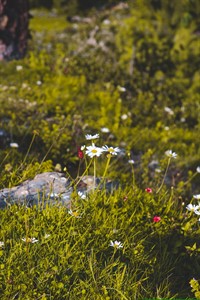 Flowers on mountain at the time of spring.