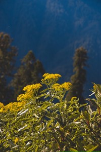 Flowers on mountain at the time of spring.