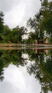 Water Reflection