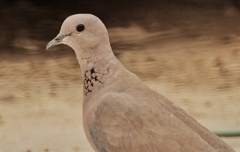 dove bird